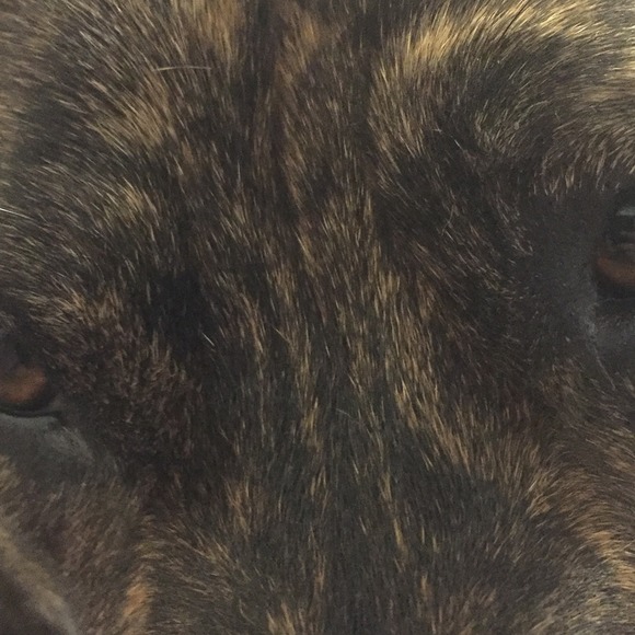 Meet your Posher, Brittney - Picture 1 of 1